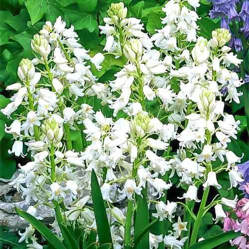 Hyacinthoides Hispanica White